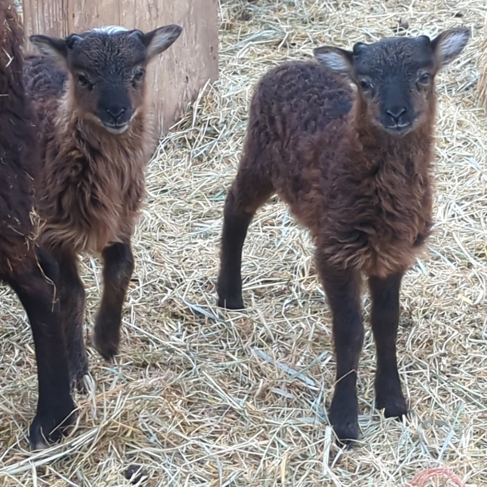 ram lambs