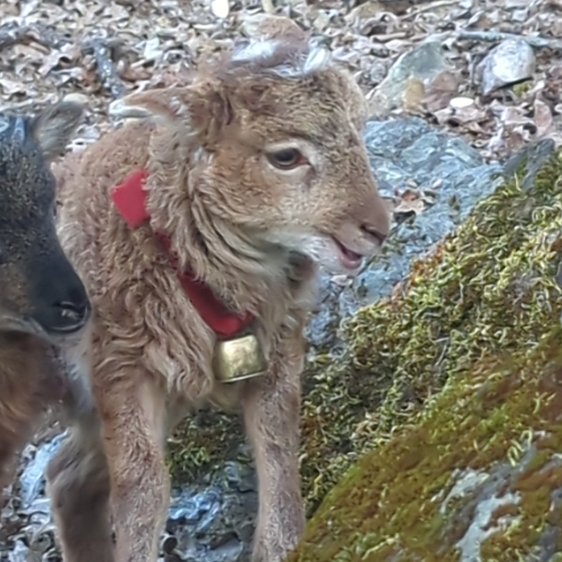 ewe lamb