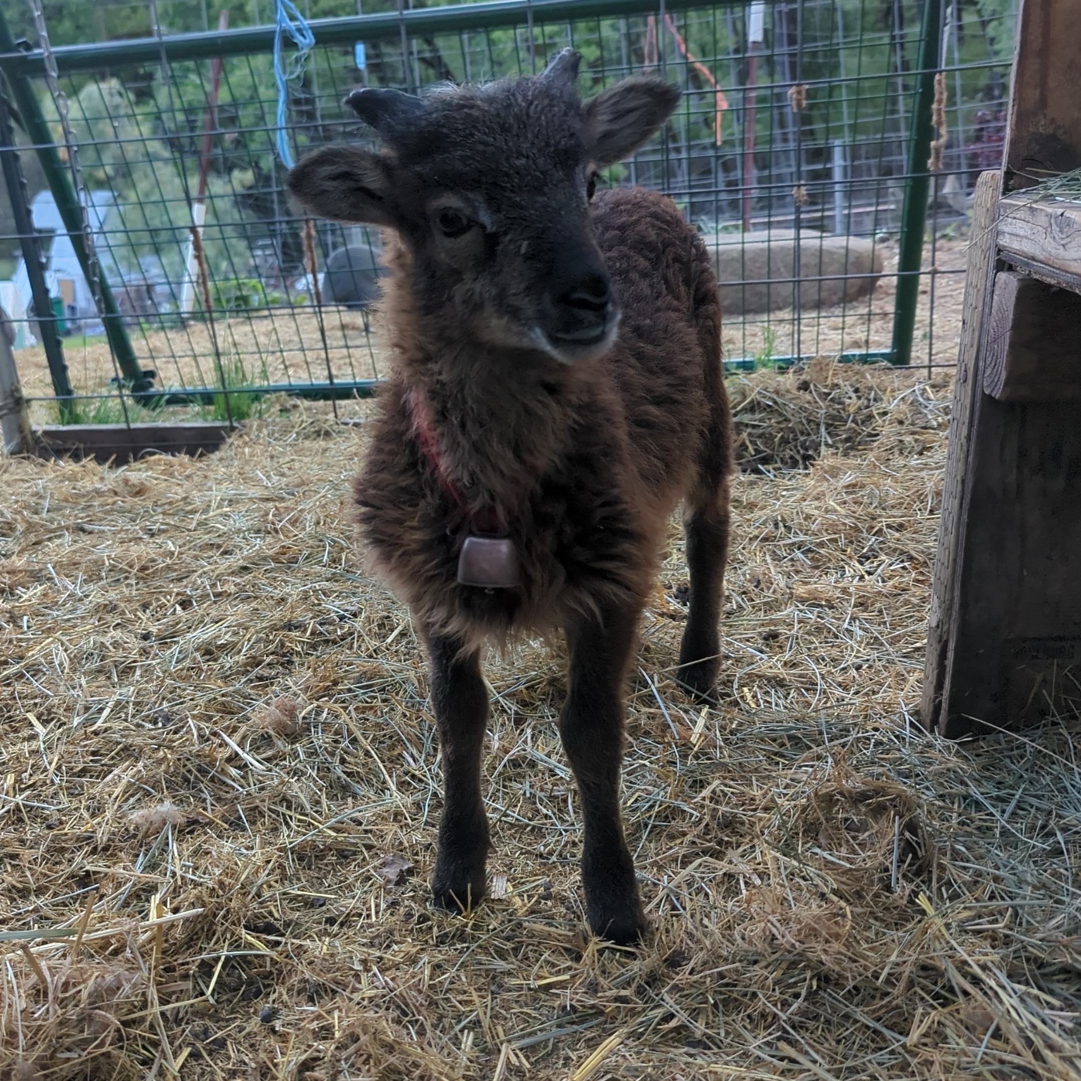 ram lamb