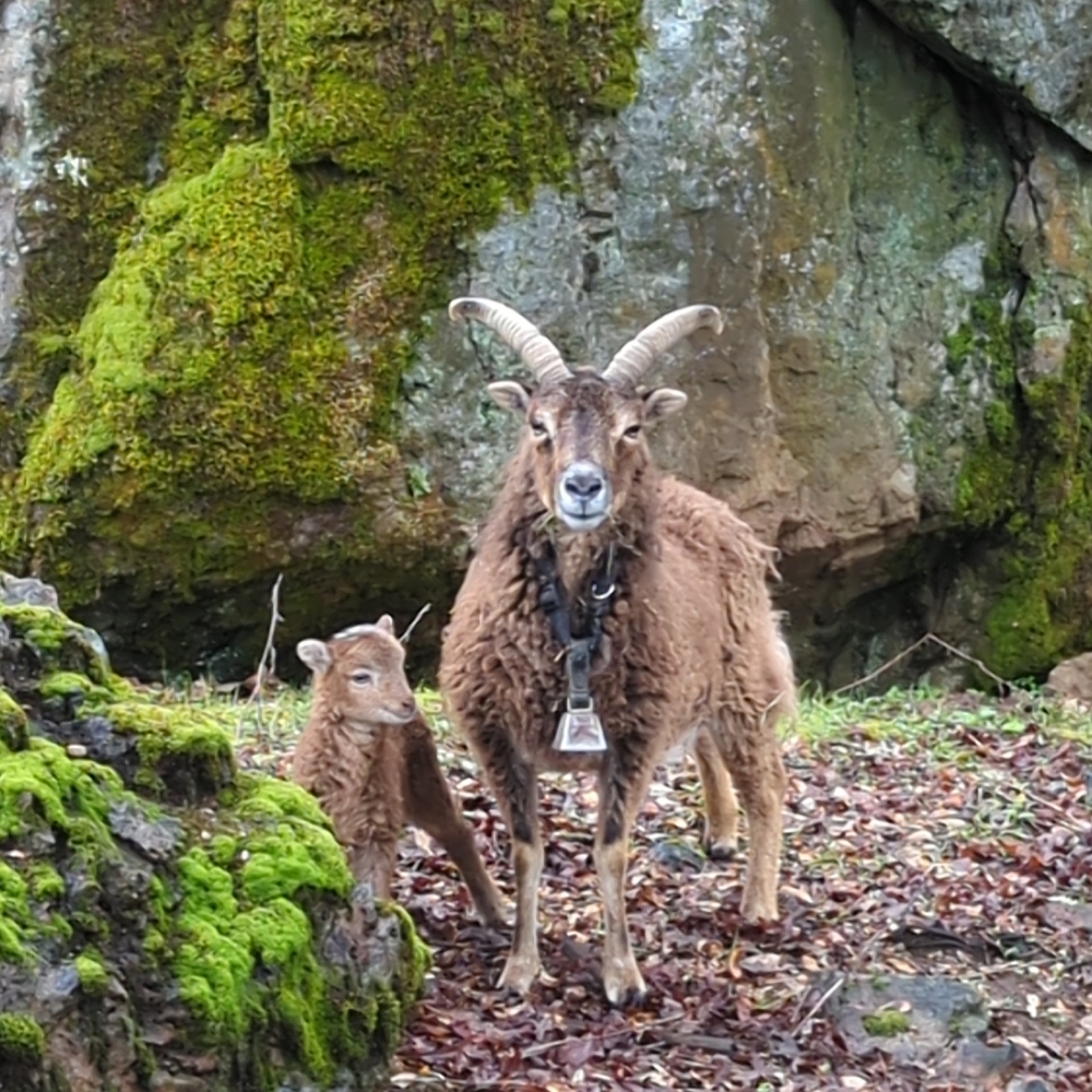 ewe and lamb standing by rocks