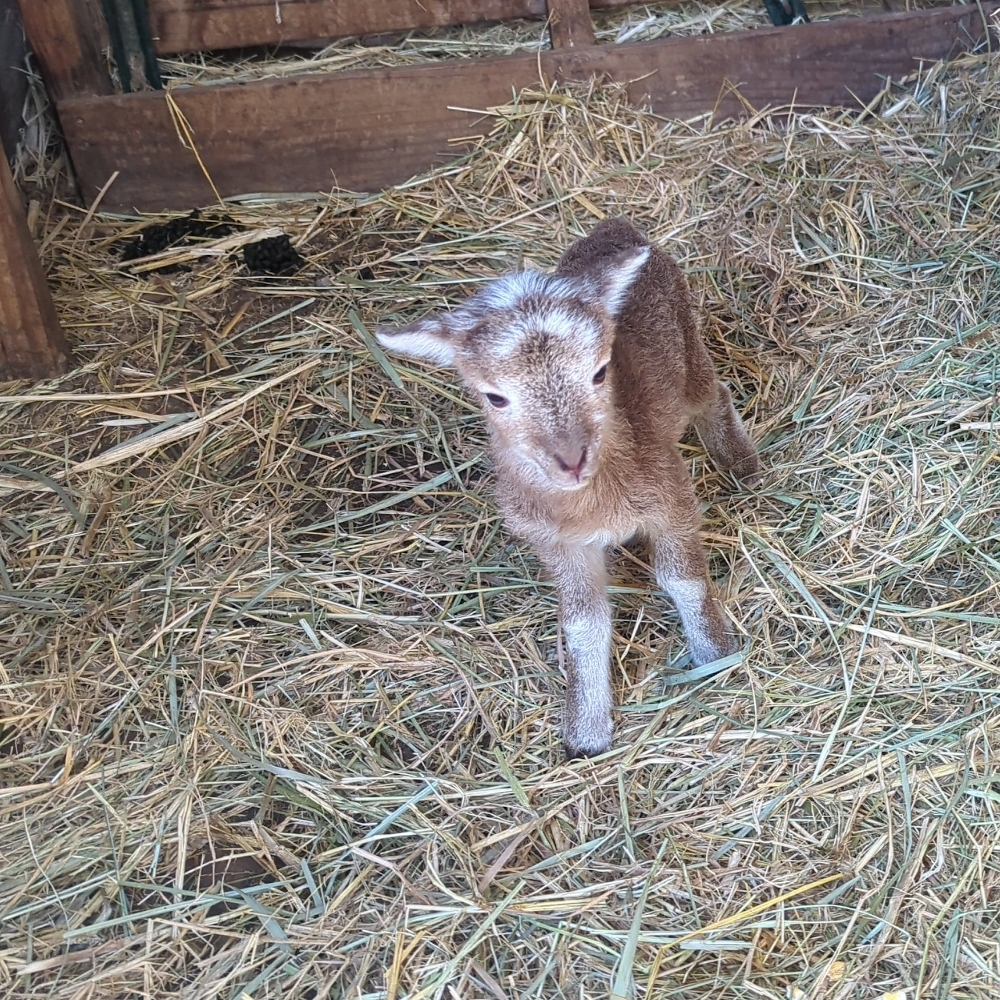 tiny lamb in a pen