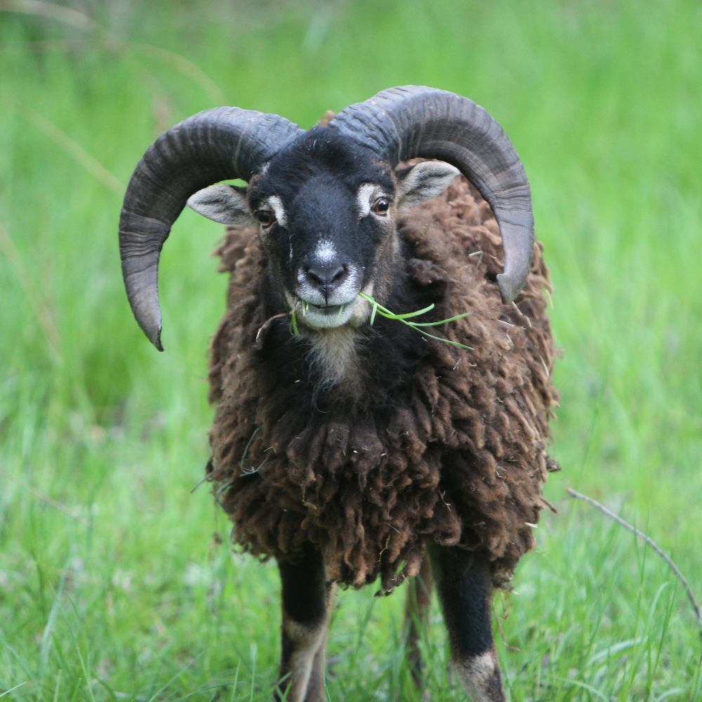 Ram chewing grass